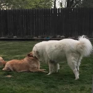 Meet your Posher, Janet